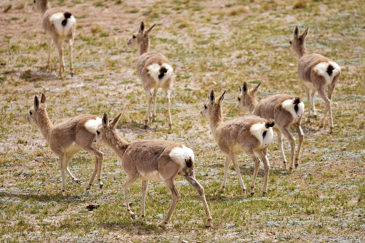 Tibetan Gazelles near Nima