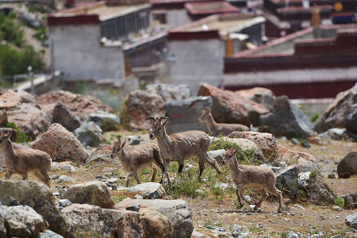 Wild Animals at Tsurpu Monastery