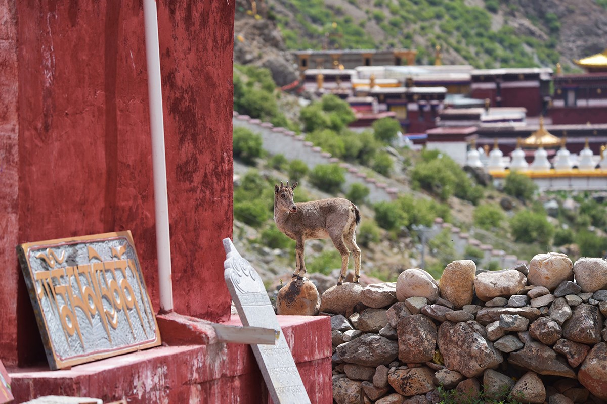Wild Animals at Tsurpu Monastery