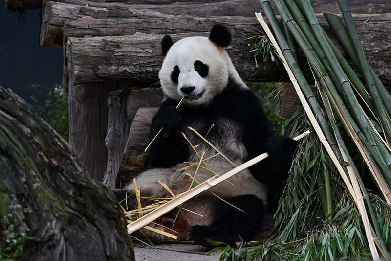 Panda in Bifengxia