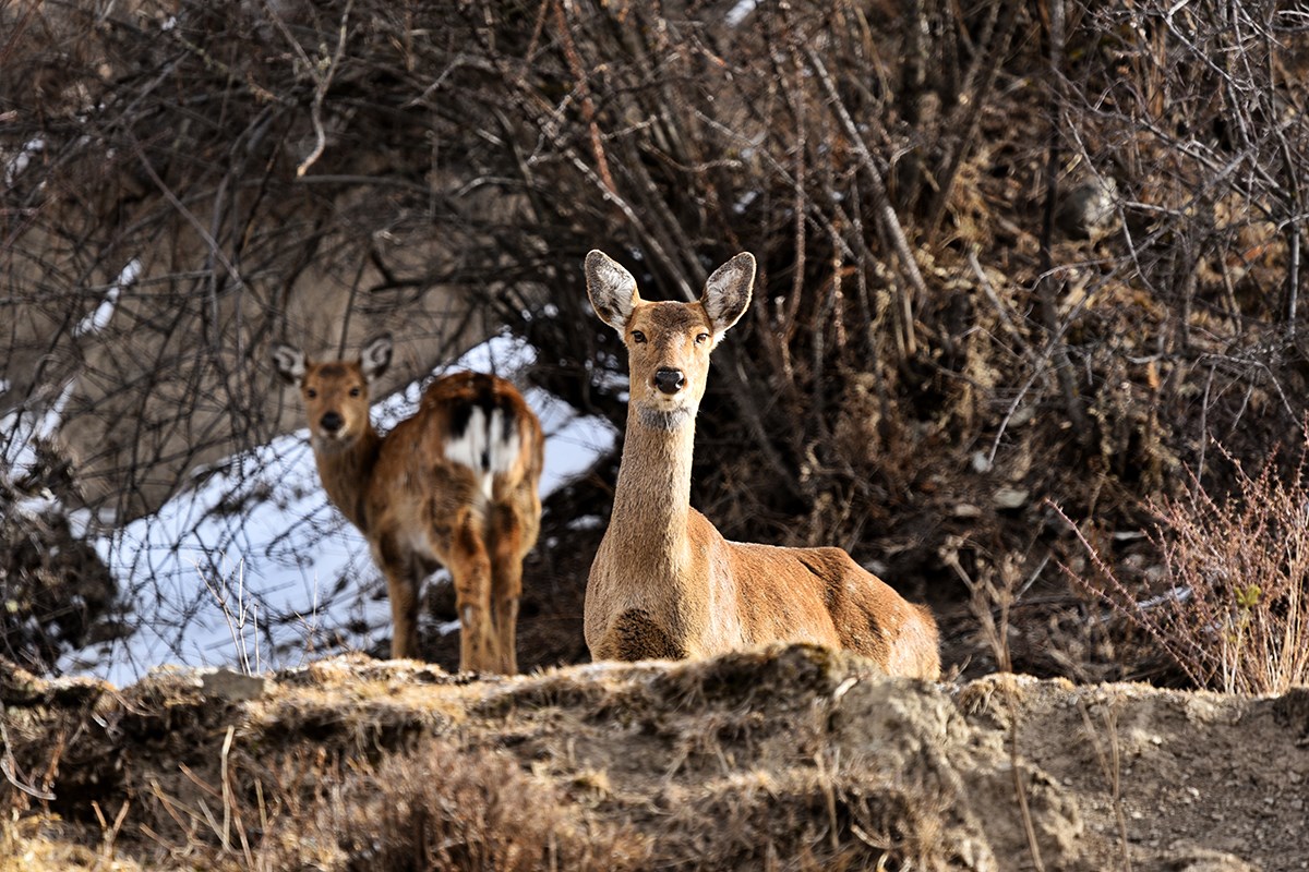 Sika Deer in Tiebu Reserve | Foto da Liu Bin 