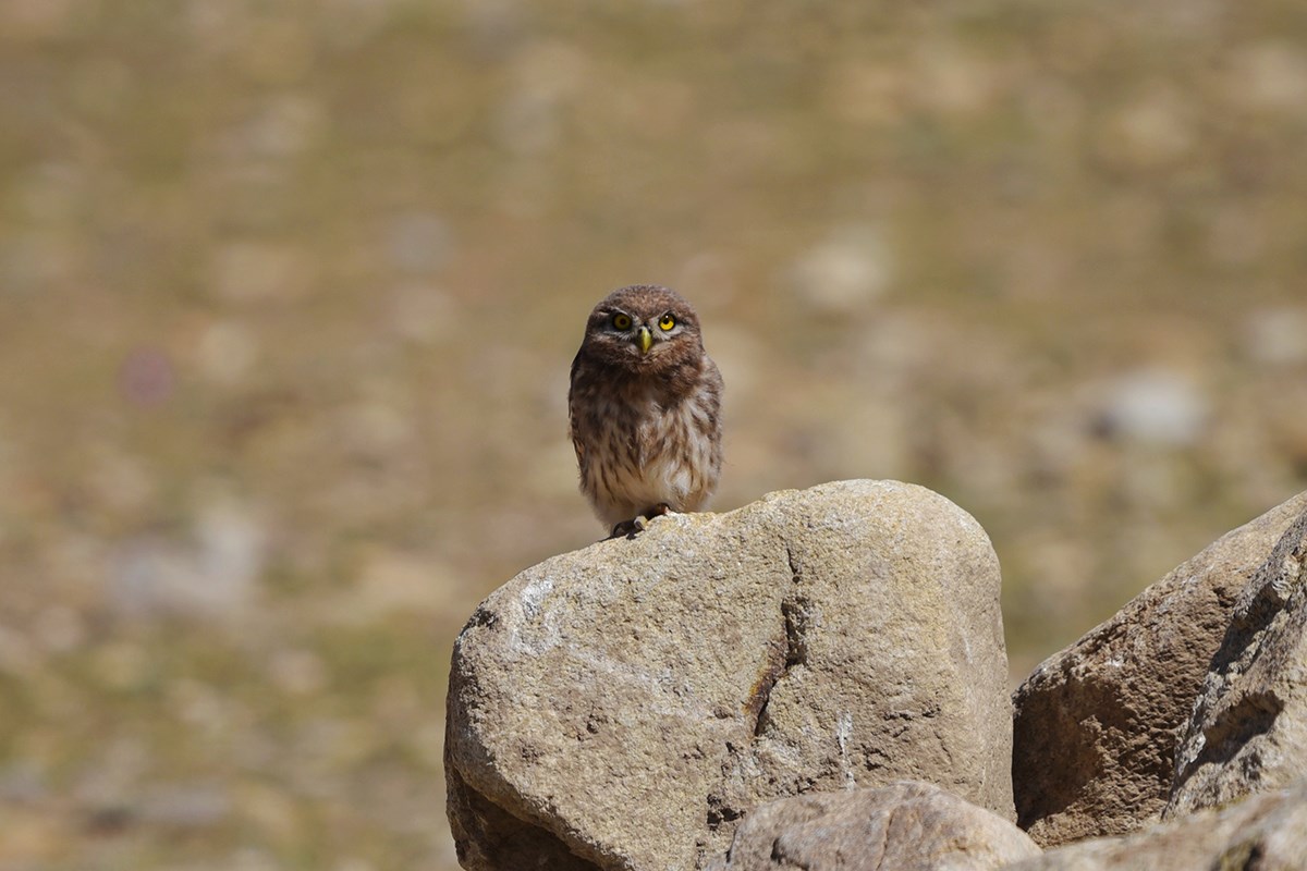 Little Owl | Foto da Liu Bin