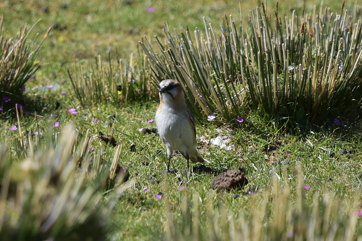 Rufous Necked Snowfinch | Foto da Liu Bin