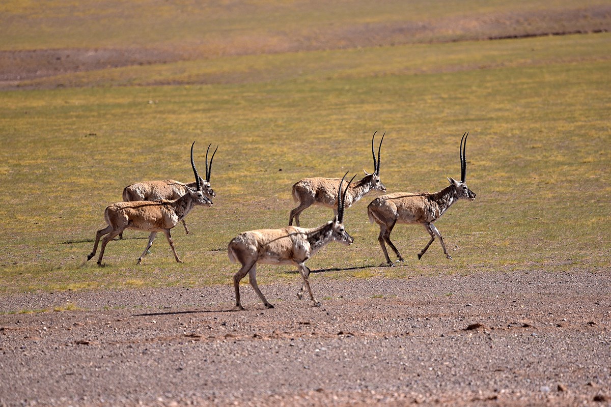 Tibetan Antelope | Foto da Liu Bin