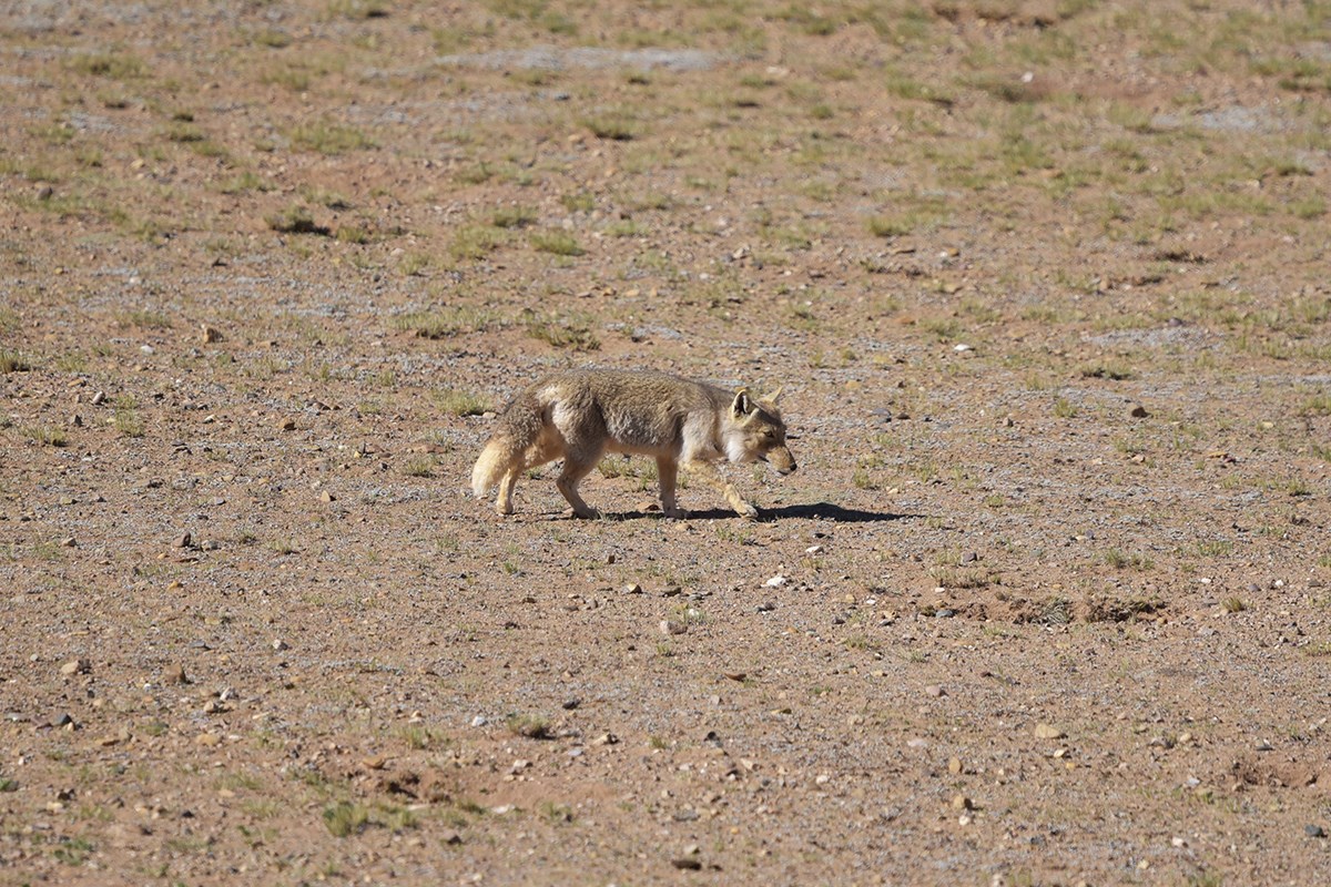 Tibetan fox | Foto da Liu Bin