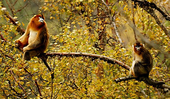 Viaggio di Birdwatching e Fauna Selvatica nel Sud dello Shaanxi e nel Sichuan Occidentale