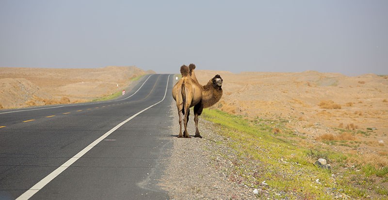 Camel in South Xinjiang
