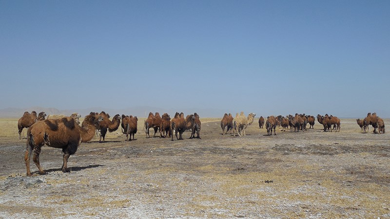 Camel in South Xinjiang