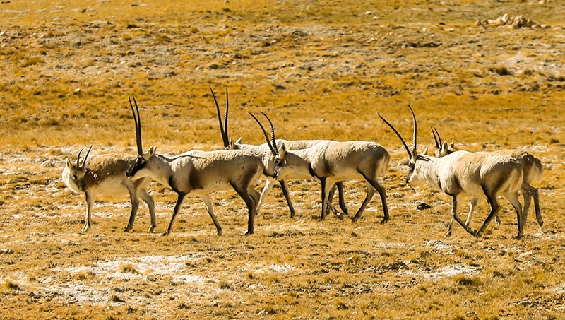 Tibetan Antilope in West Tibet