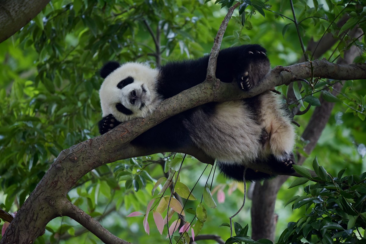 Pandas in Chengdu | Foto da Liu Bin