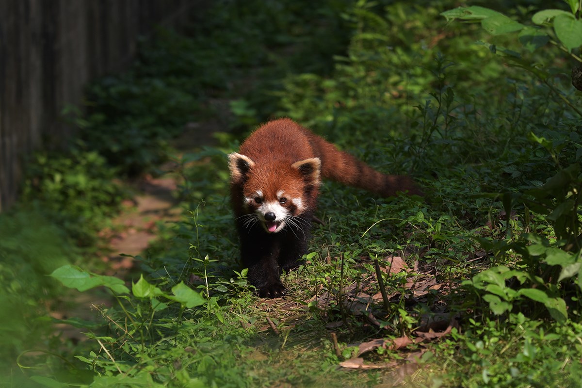 Red Pandas in Chengdu | Foto da Liu Bin