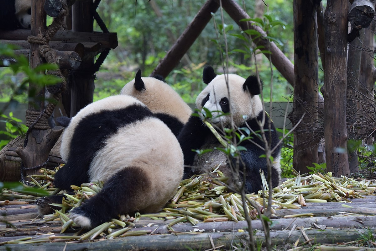 Giant Pandas in Chengdu | Foto da Liu Bin