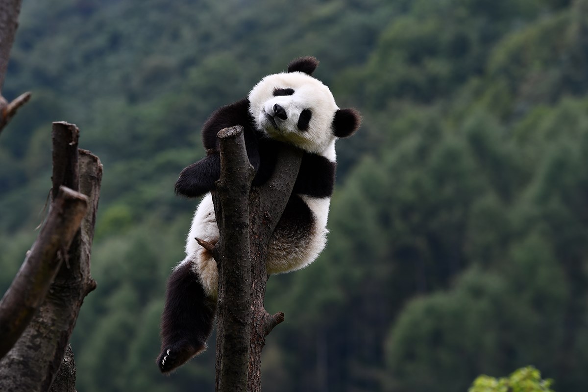 Pandas in Wolong | Foto da Liu Bin