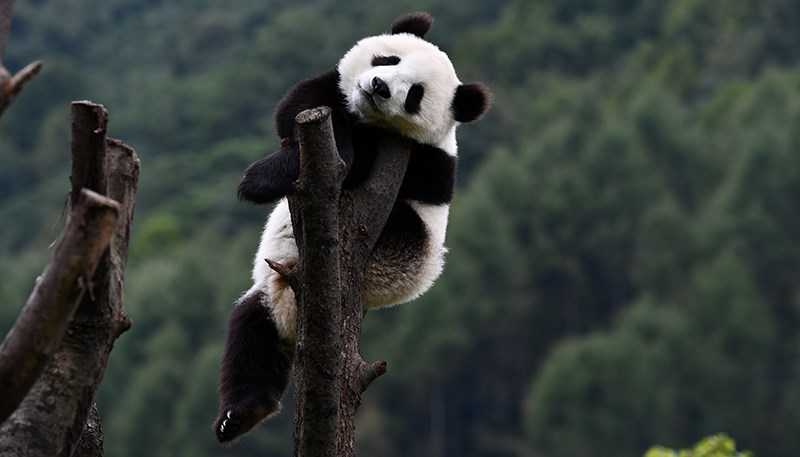 Pandas in Wolong