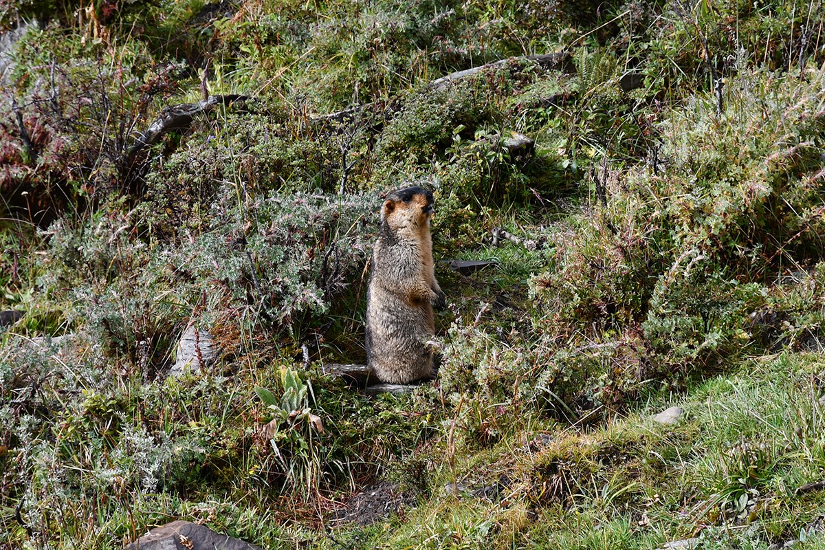 Marmot in Gongga Mountain | Foto da Liu Bin