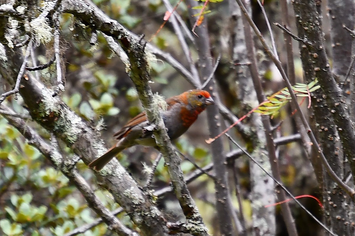 Red Browed Rosefinch | Foto da Liu Bin